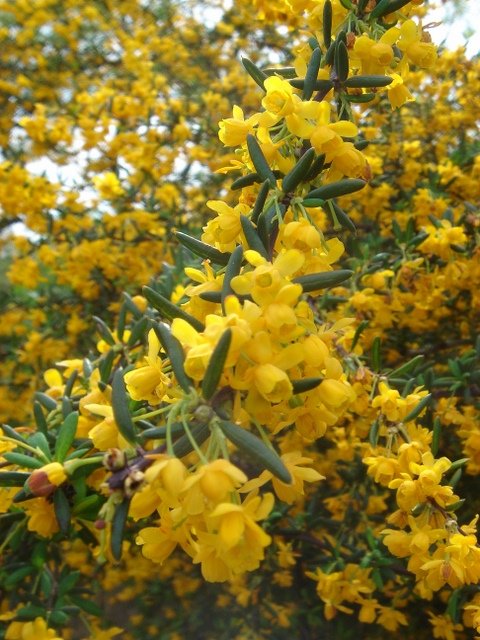 Berberis x stenophylla 2
